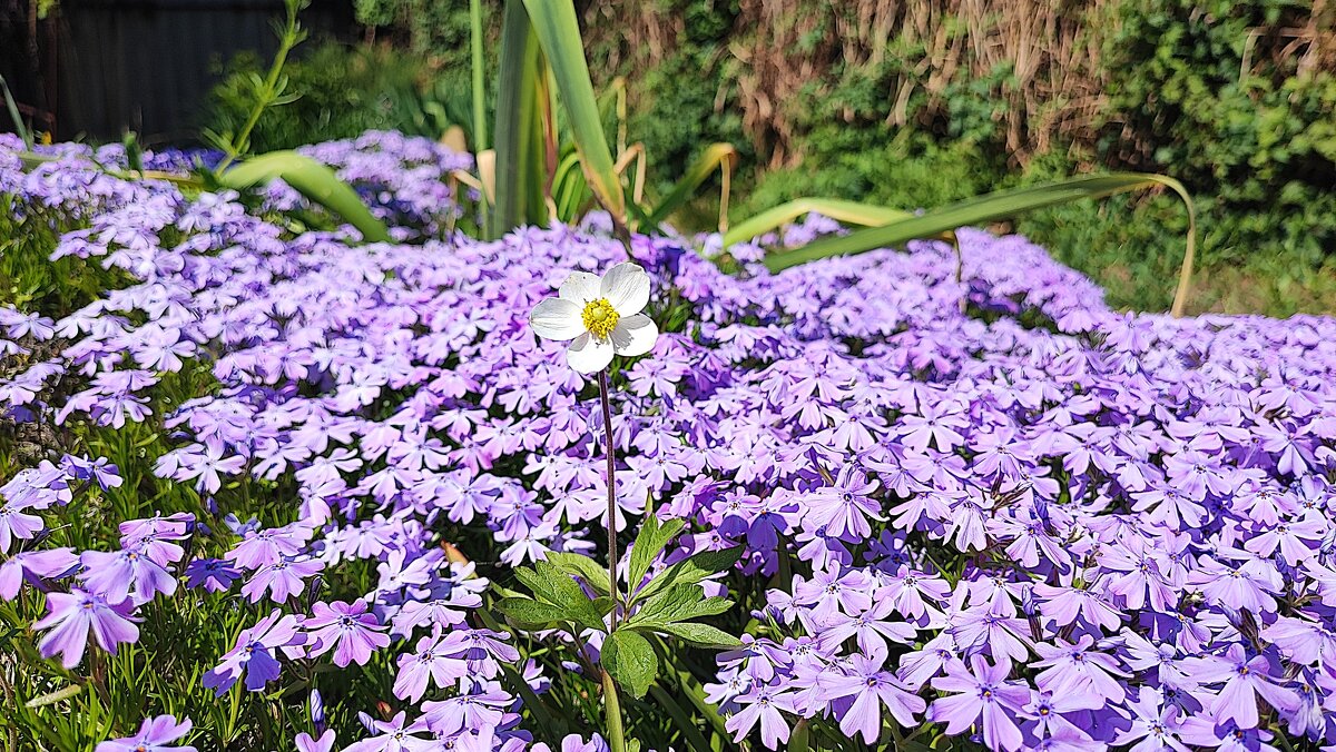 Phlox subulata - Гуля Нагиева