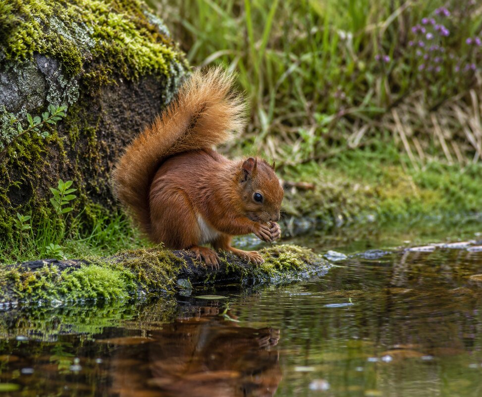 Белка у воды в лесу - СЕРГЕЙ ФИЛОЧКИН