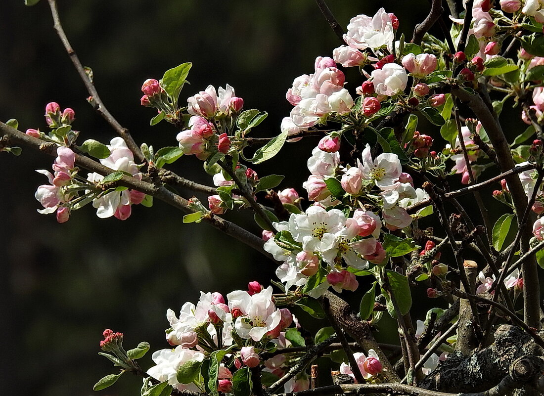 весенние зарисовки - ИННА ПОРОХОВА весенние зарисовки - ИННА ПОРОХОВА