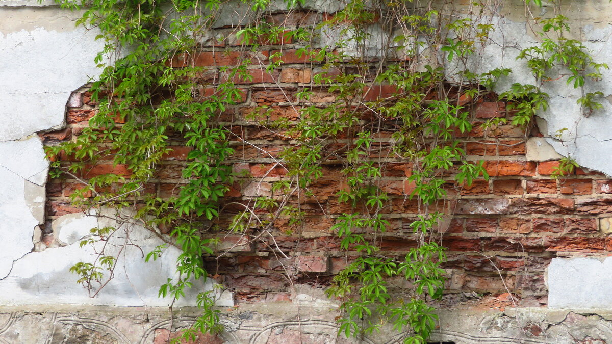 The Wall - rimgis 