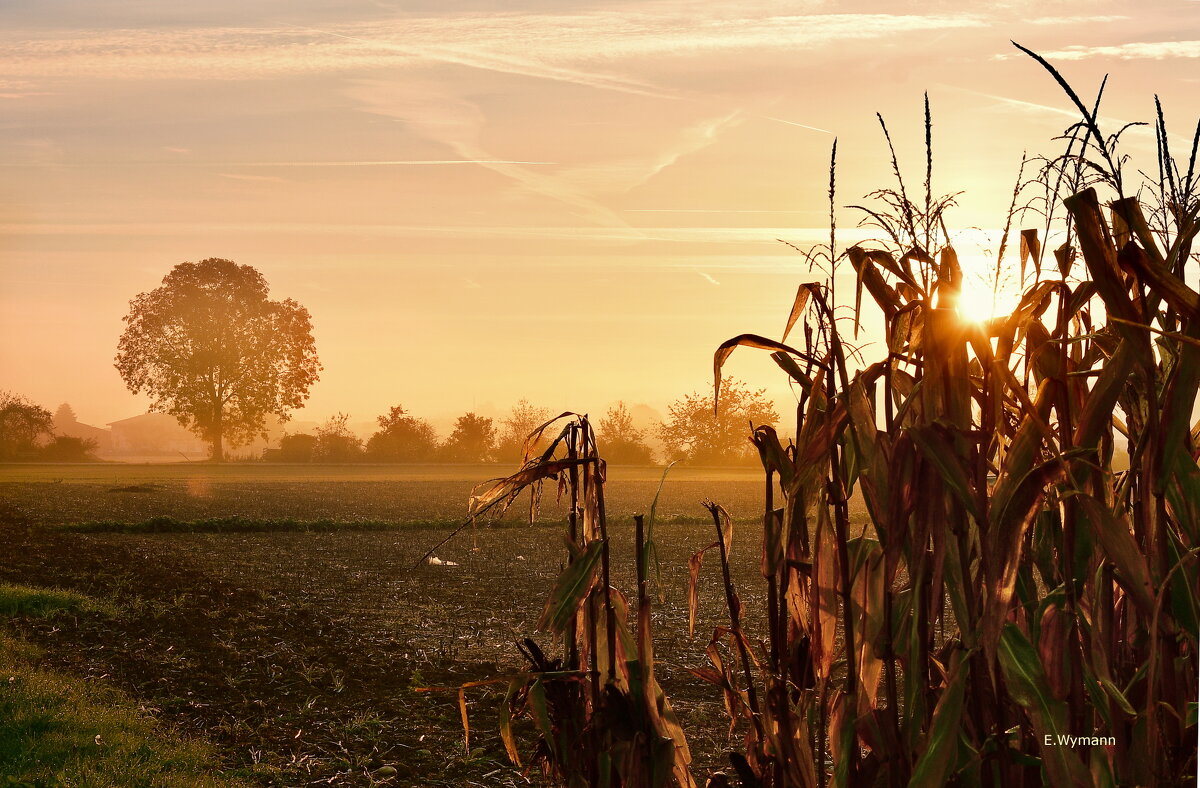 sunrise - Elena Wymann