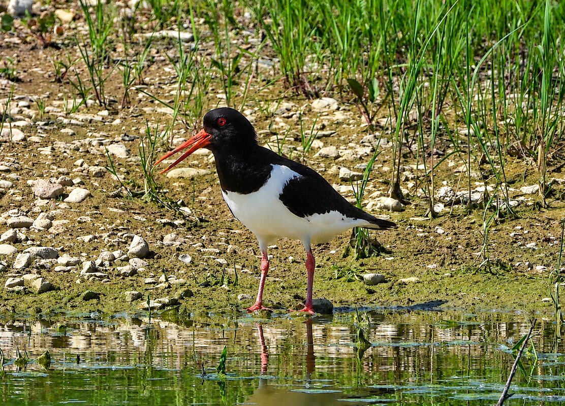 Кулик-сорока (Haematorus ostralegus). - Вадим Синюхин