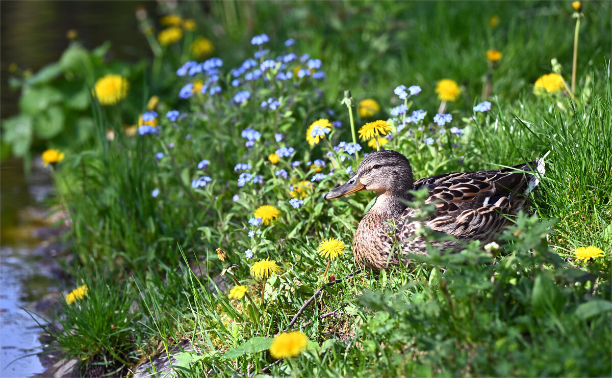 *** - Алексей Говорушкин 