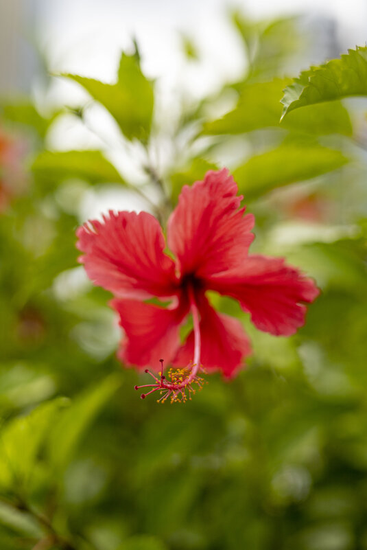 Nature of Panama - Анастасия Фотографовна Nature of Panama - Анастасия Фотографовна