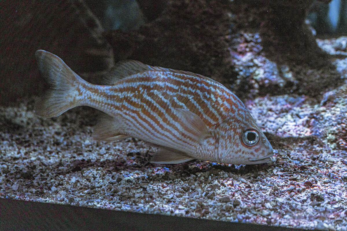 Underwater world of Panama - Анастасия Фотографовна Underwater world of Panama - Анастасия Фотографовна