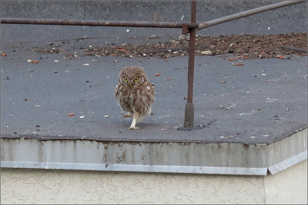 Летящей походкой - Сеня Белгородский