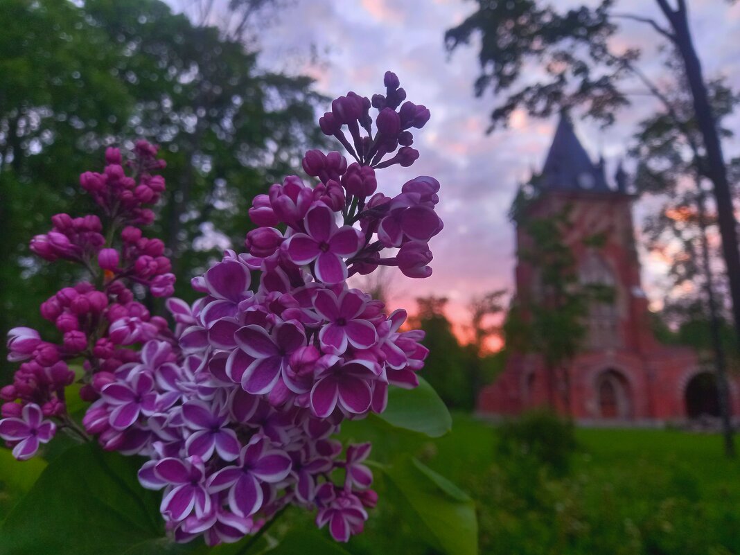 Сирень - Сапсан 