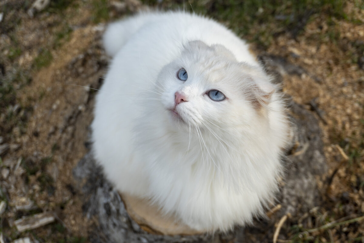 Кошкин взгляд - Сергей Ц