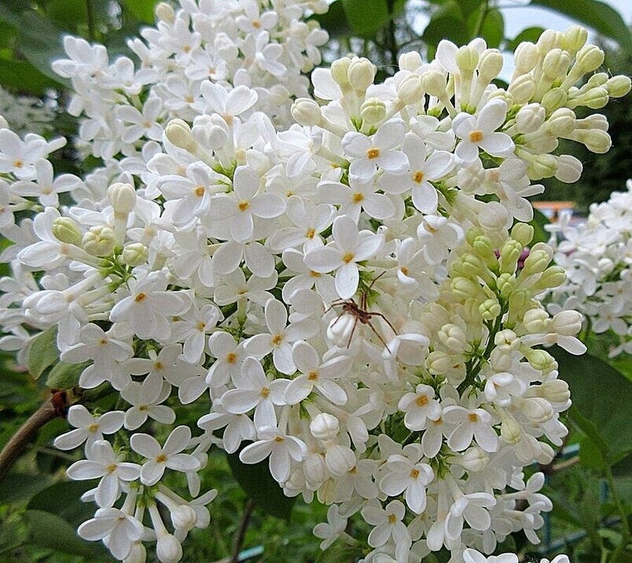 Белая сирень с паучком - Наталья ***