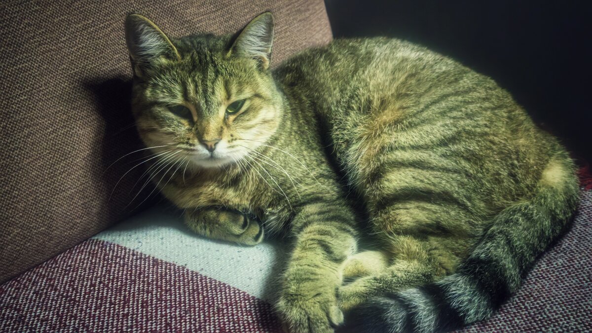 Котик - Мариша Тим
