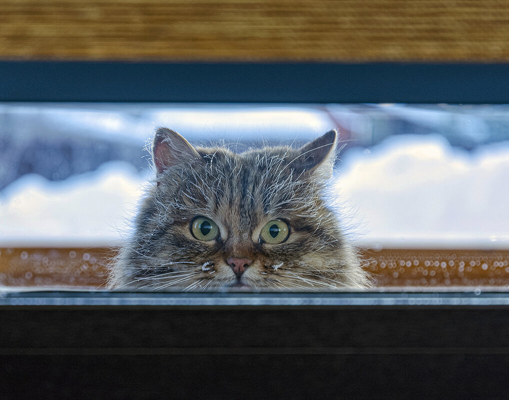Кошка за окошком - Gruff_D . Кошка за окошком - Gruff_D .