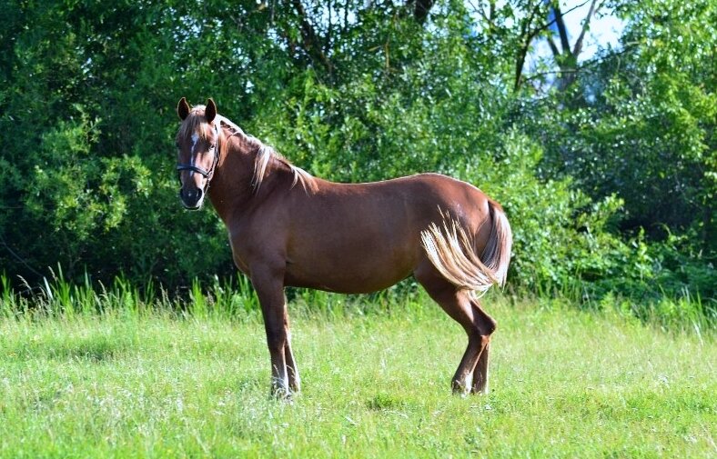 * * * - Елена 