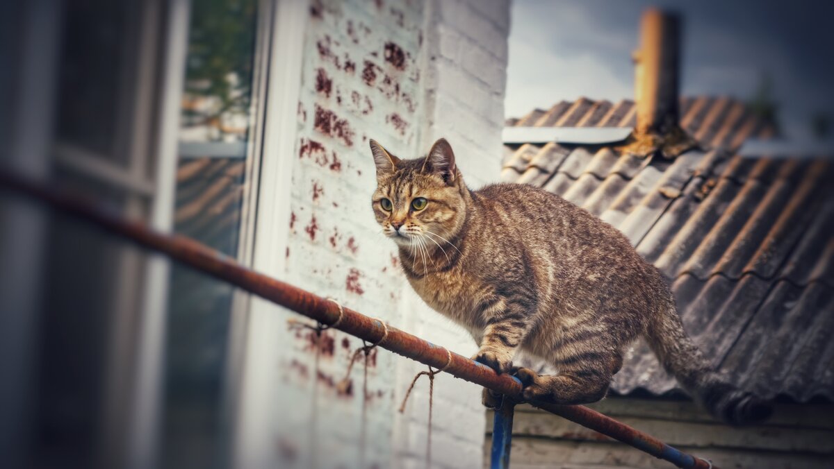 Эквилибрист - Мариша Тим