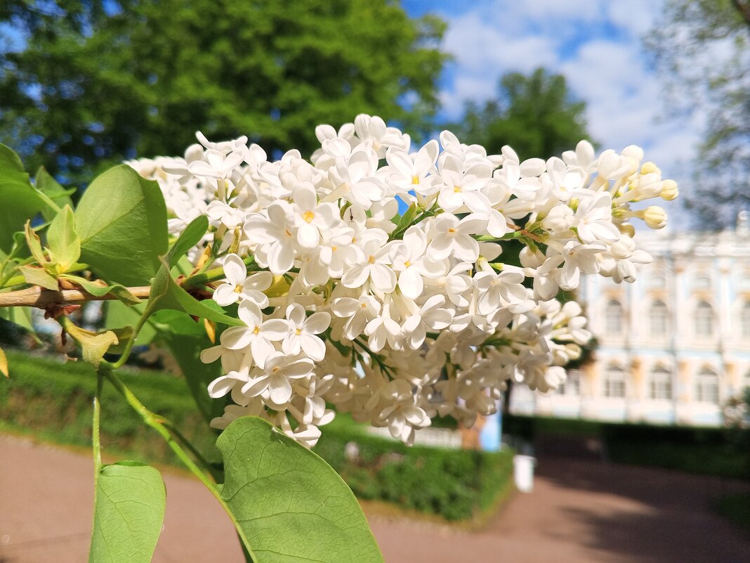 Сирень - Сапсан 