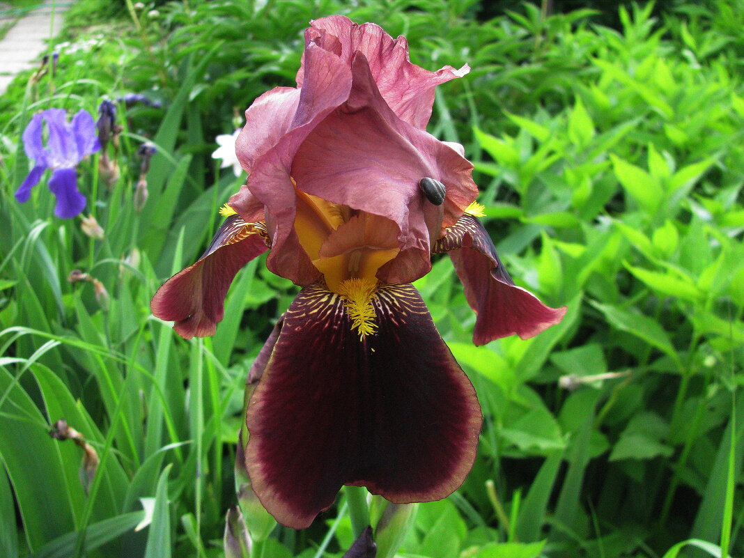 Красивый ирис - Людмила Смородинская