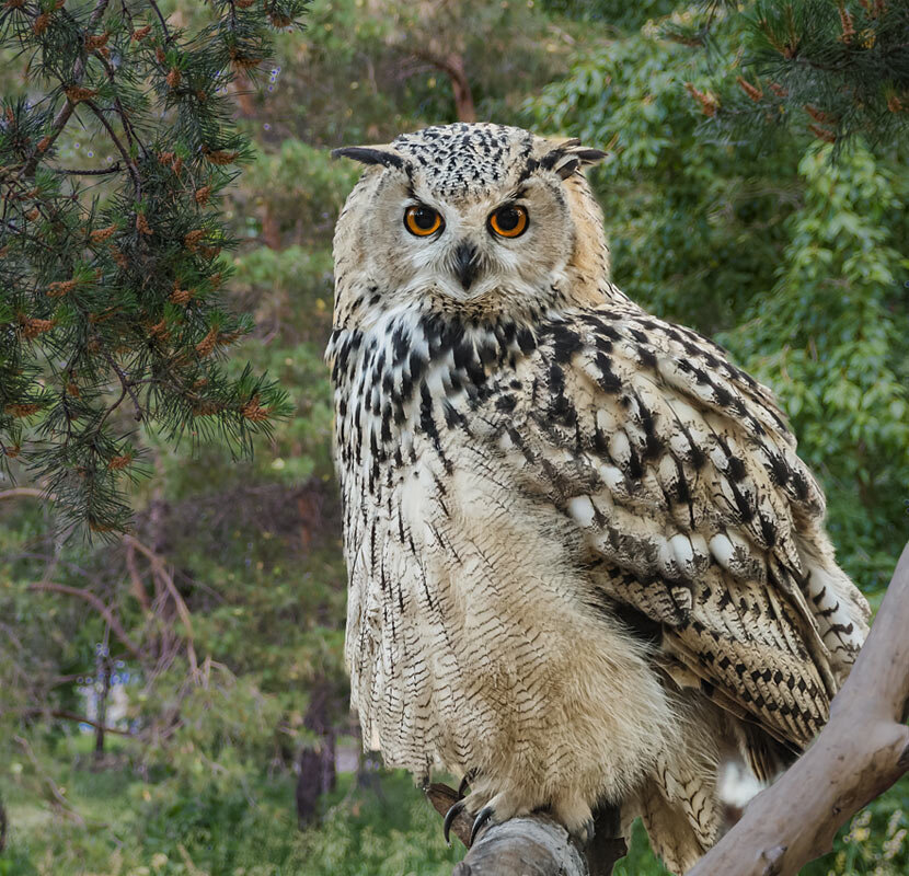 Филин - SanSan 