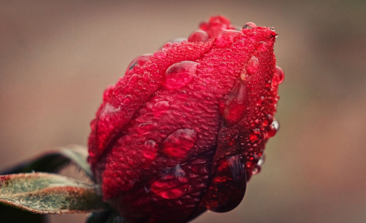 В городе - время январских роз! - Анатолий Щербак