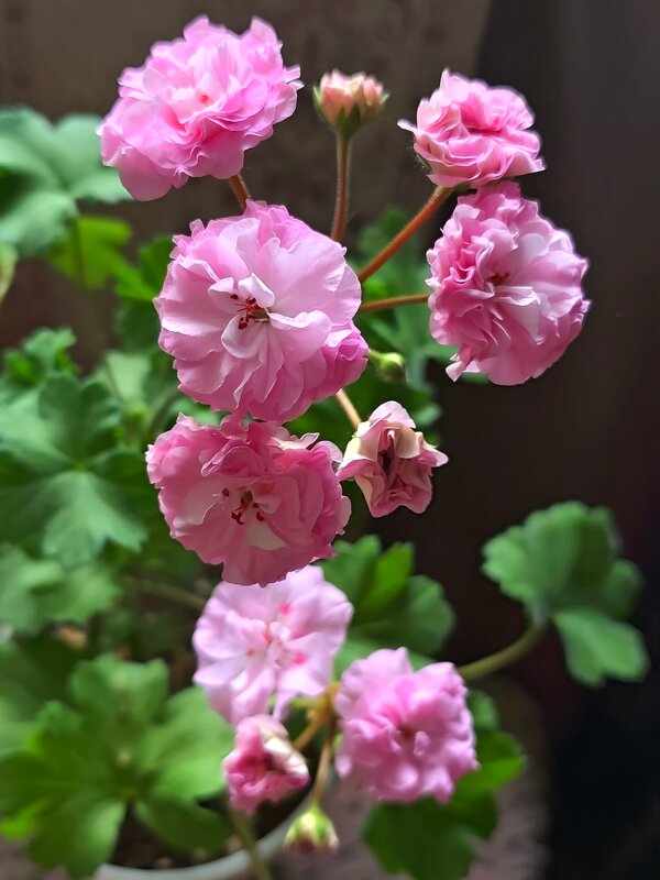 Pelargonium zonale rosebud - Александр Ш Pelargonium zonale rosebud - Александр Ш