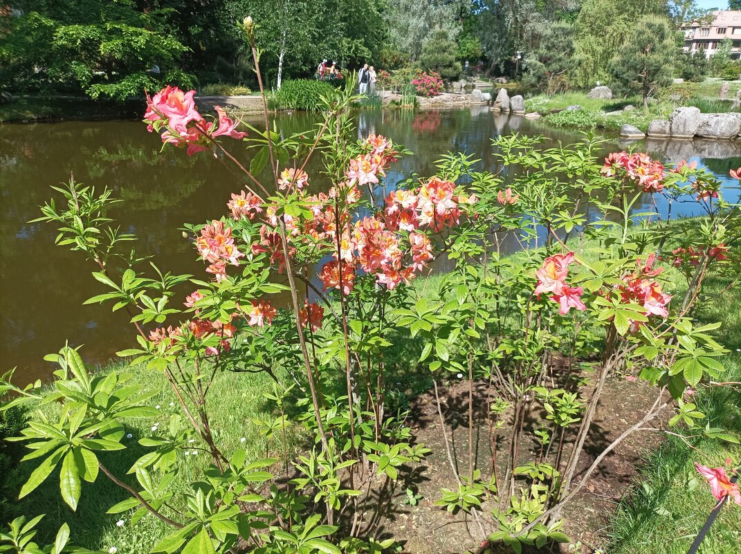 Рододендроны - Veera V Рододендроны - Veera V
