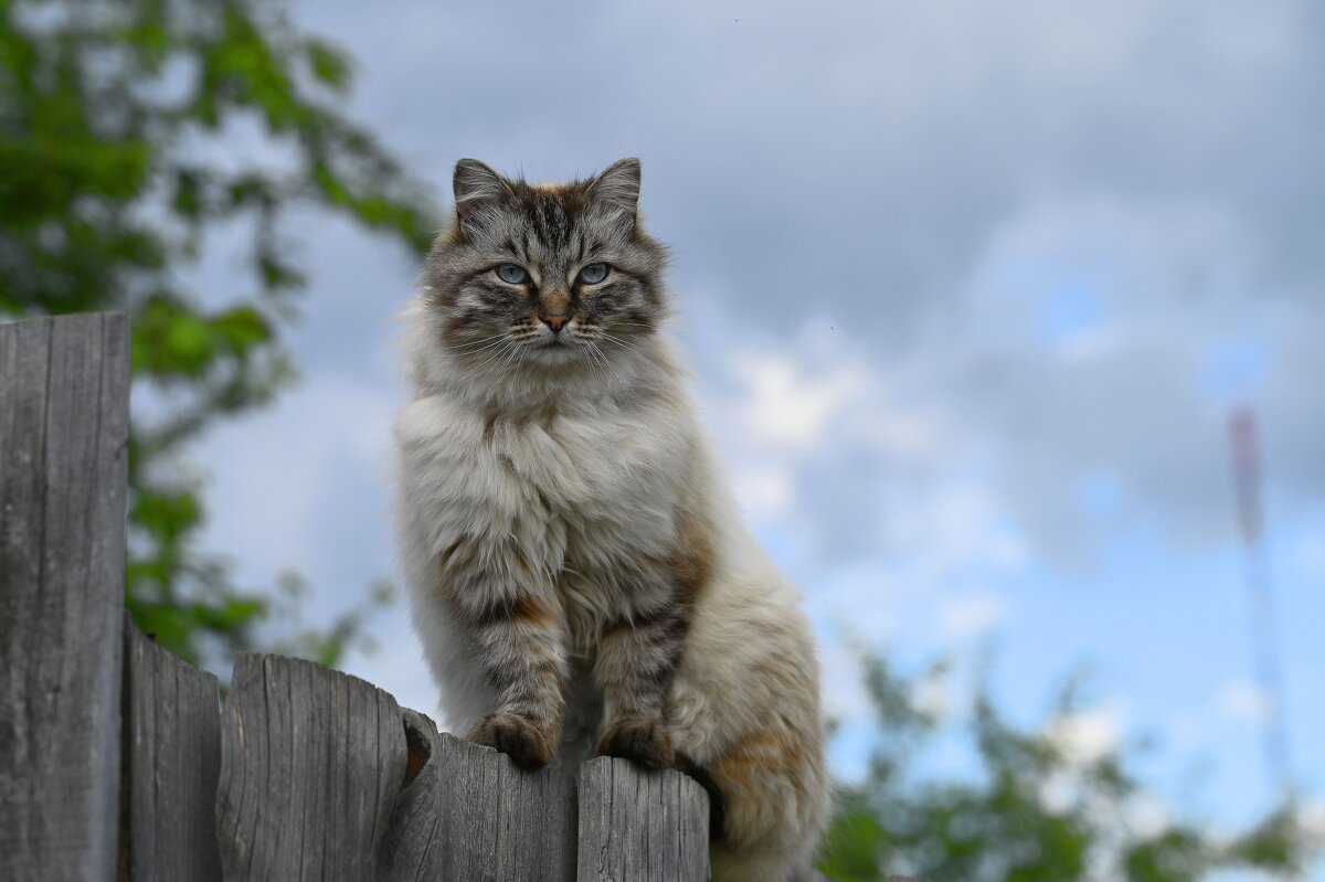Кот - Ольга 