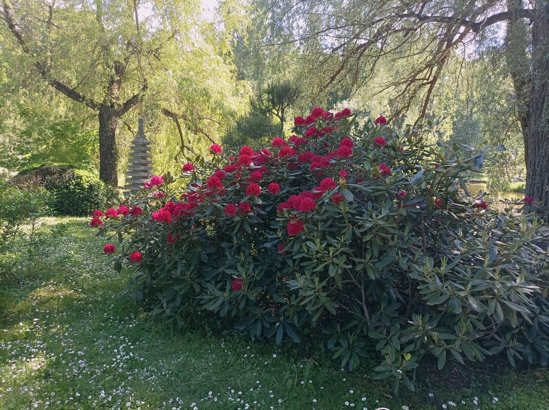 Рододендроны - Veera V