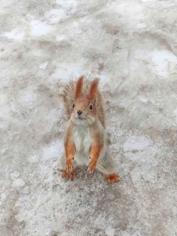 Бельчонок - Василий Королёв