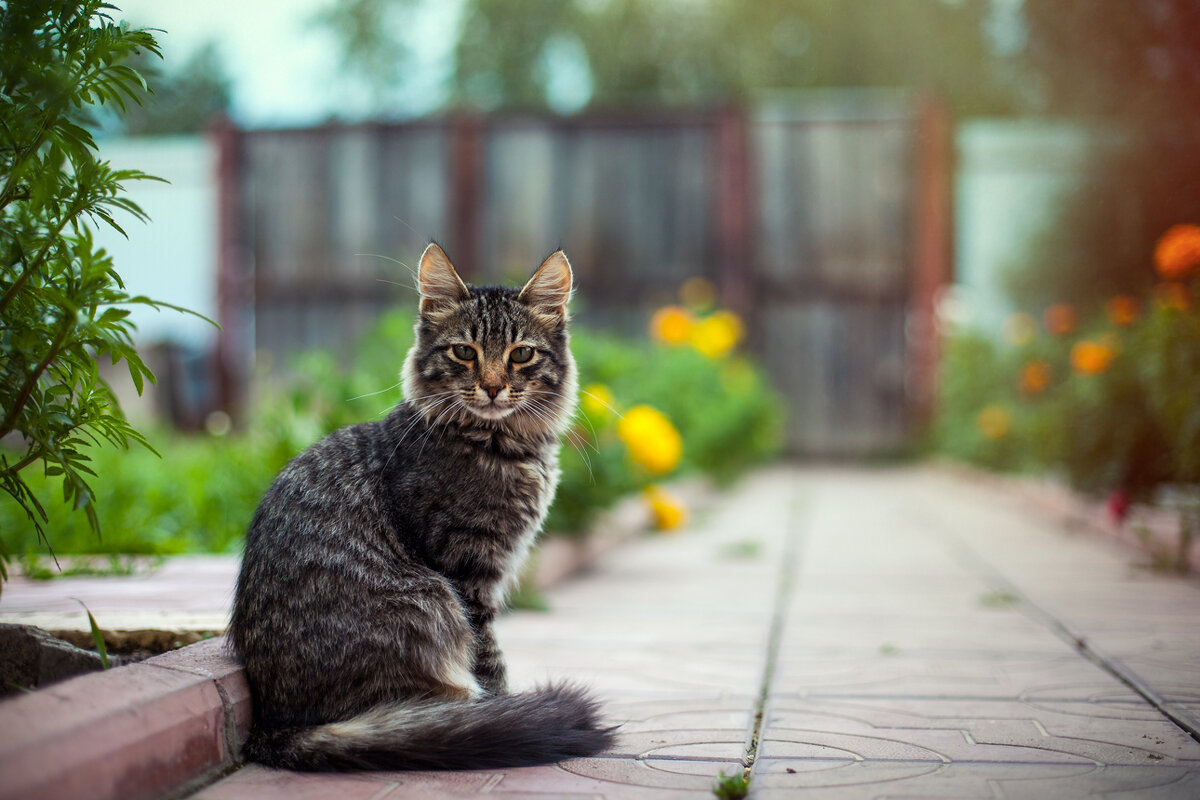 котопортрет - Антон Лихач