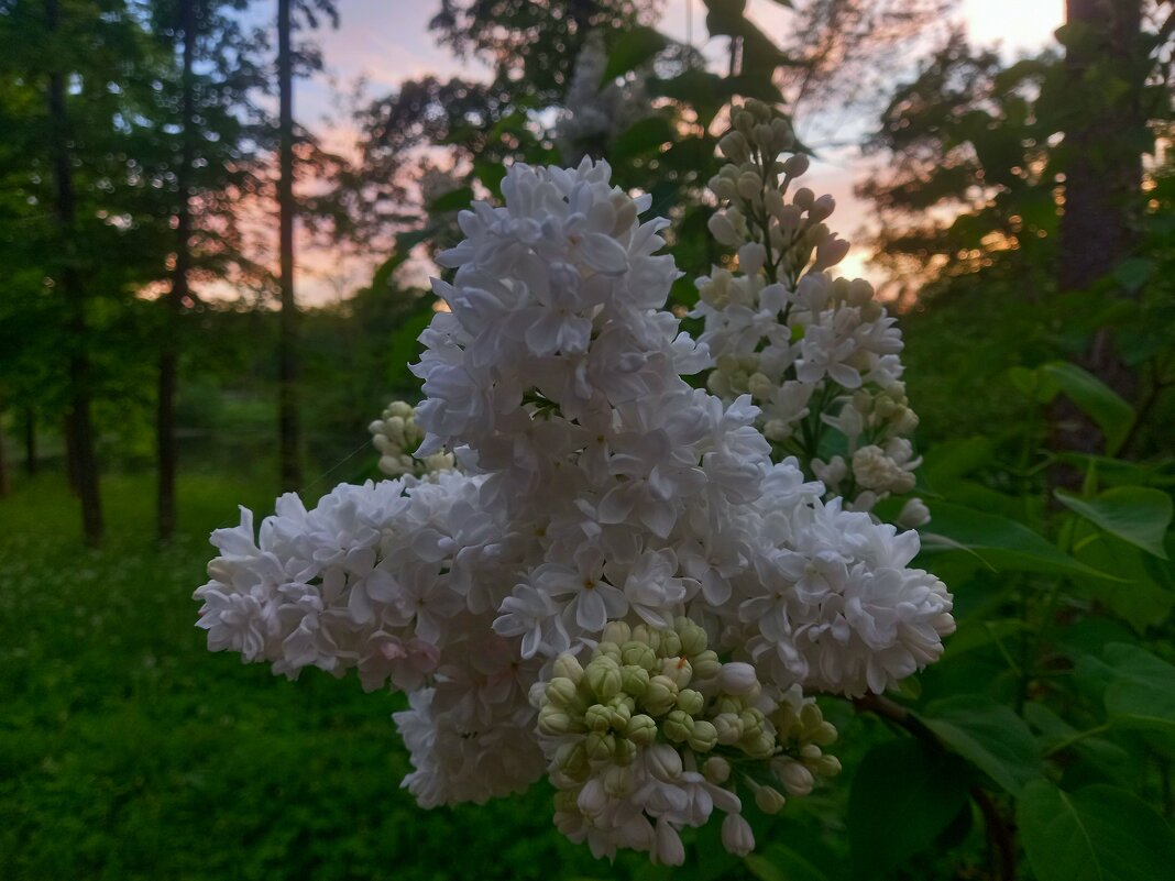 Сирень - Сапсан 