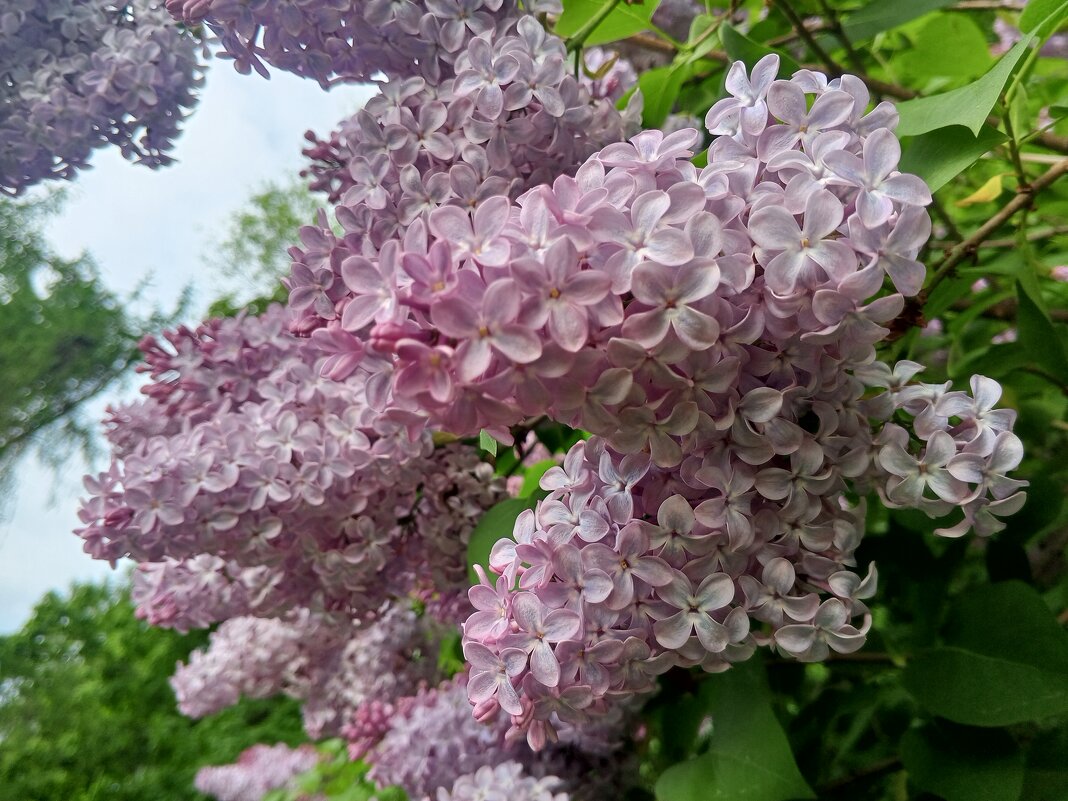 Сирень - Сапсан 