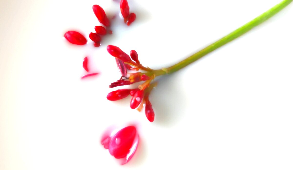 Flowers creative photography - MAHMOOD • iNKSTECHSHUB PHOTOGRAPHY Flowers creative photography - MAHMOOD • iNKSTECHSHUB PHOTOGRAPHY