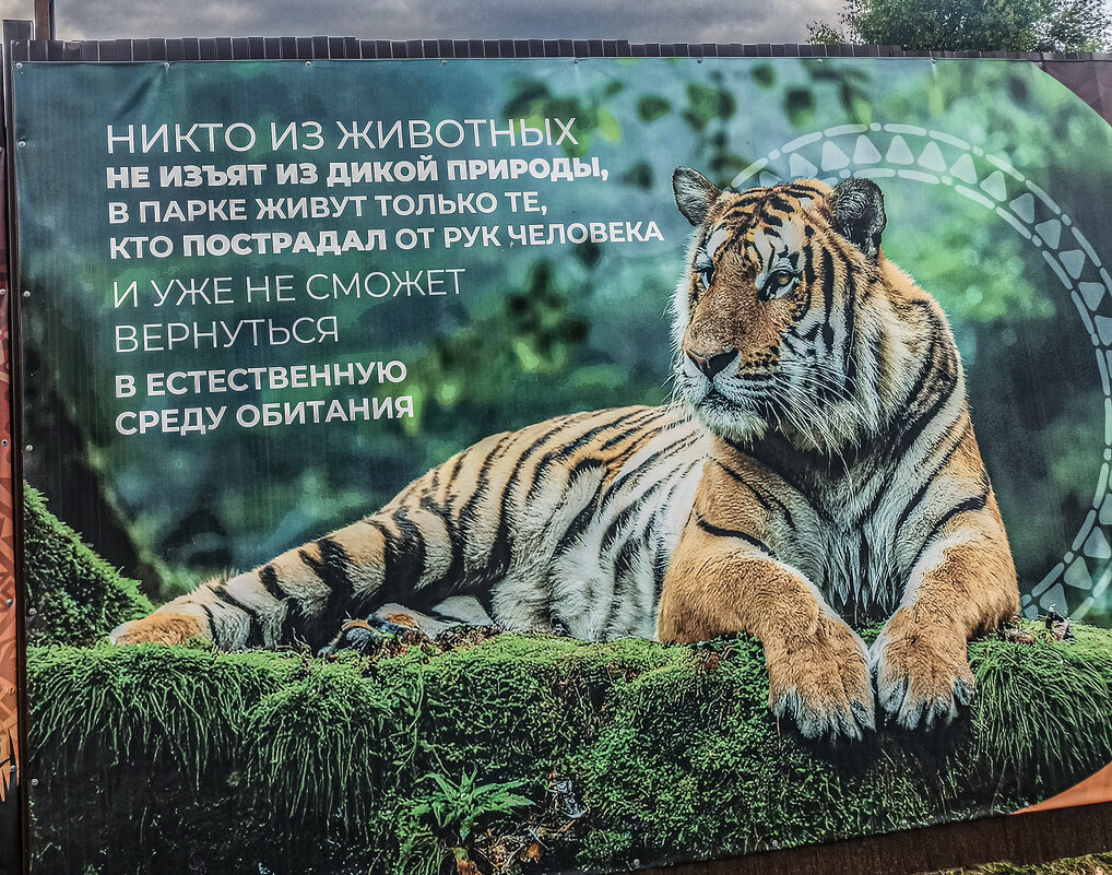«Парк львов Земля Прайда» - Михаил "Skipper"
