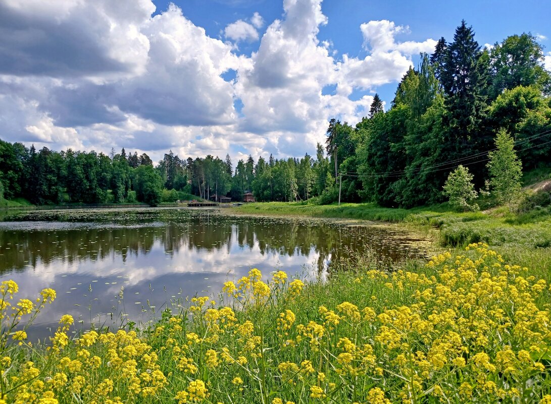 Сурепковый берег. - Лия ☼ Сурепковый берег. - Лия ☼