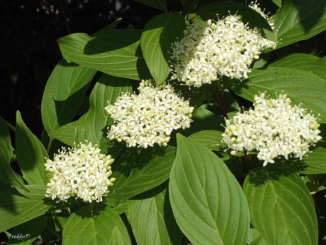 Дёрен - Freddy 97