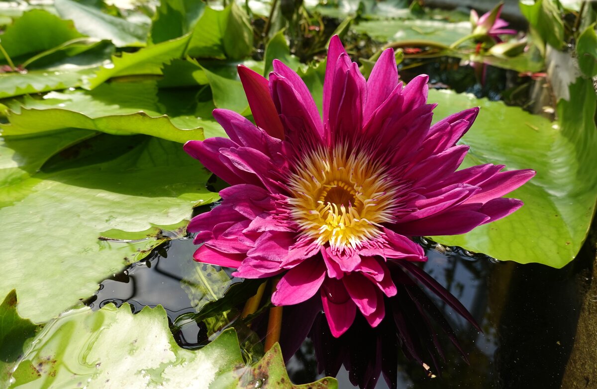 ...Nymphaea Ruby - Галина ...Nymphaea Ruby - Галина