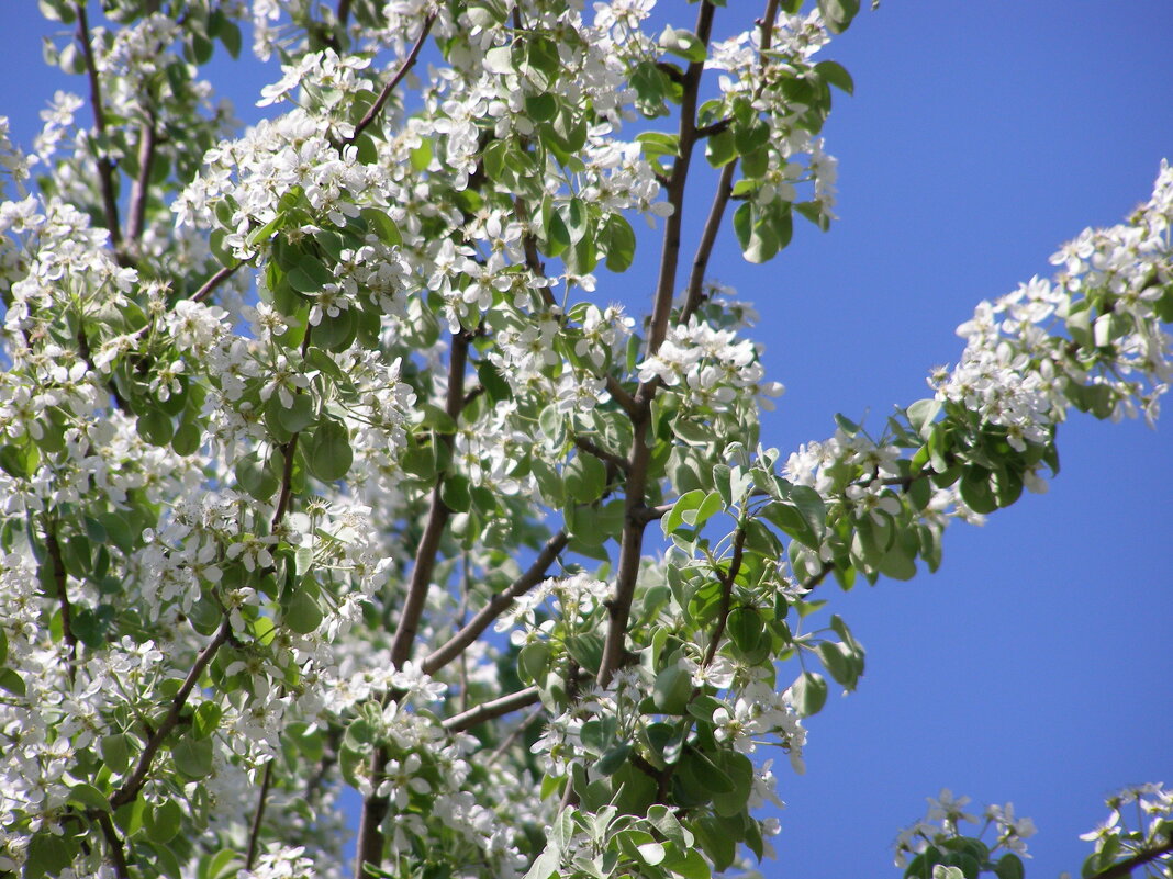 Весна. - Николай ntv