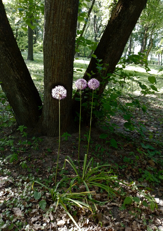 *** - Валентина Береснева