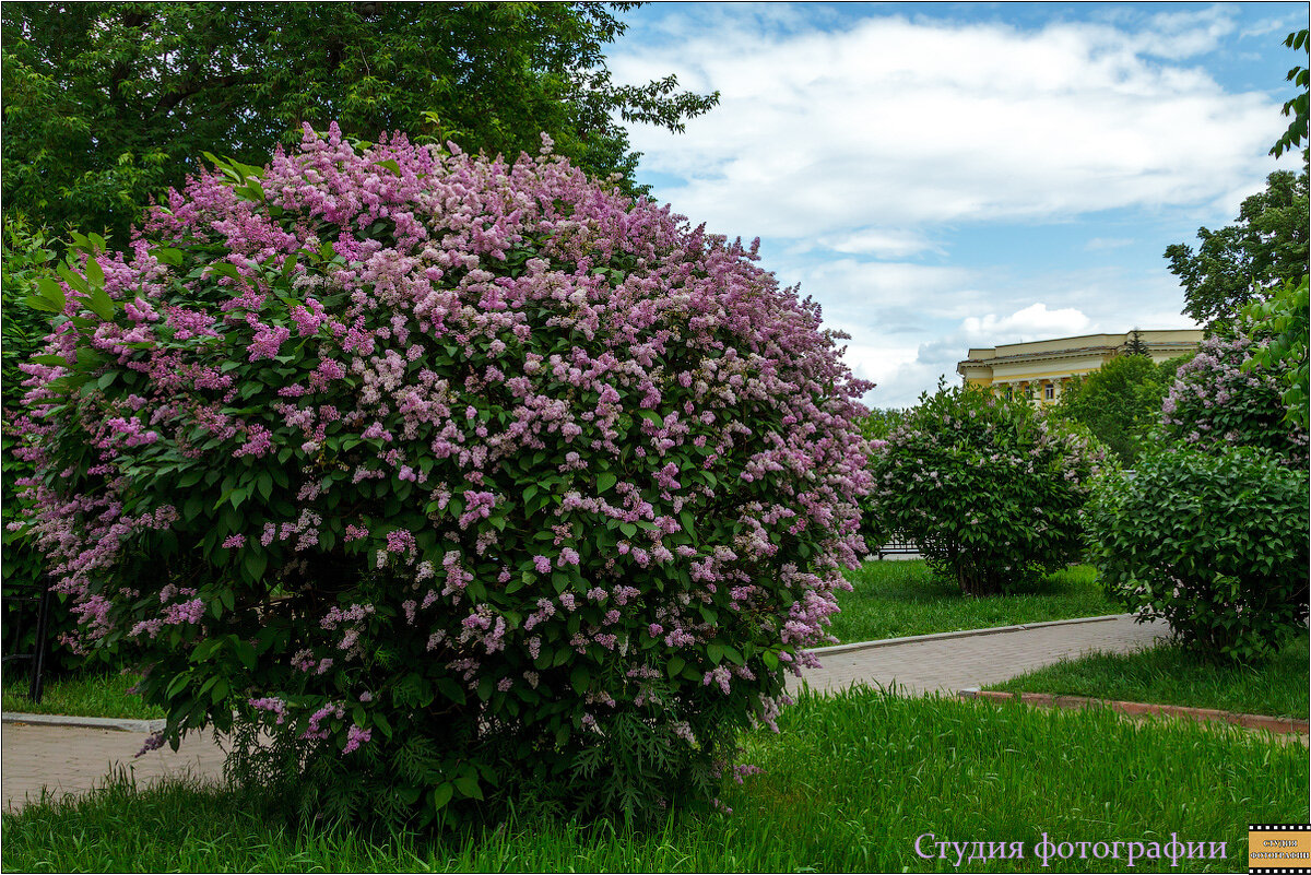 Городская сирень - Студия фотографии Городская сирень - Студия фотографии