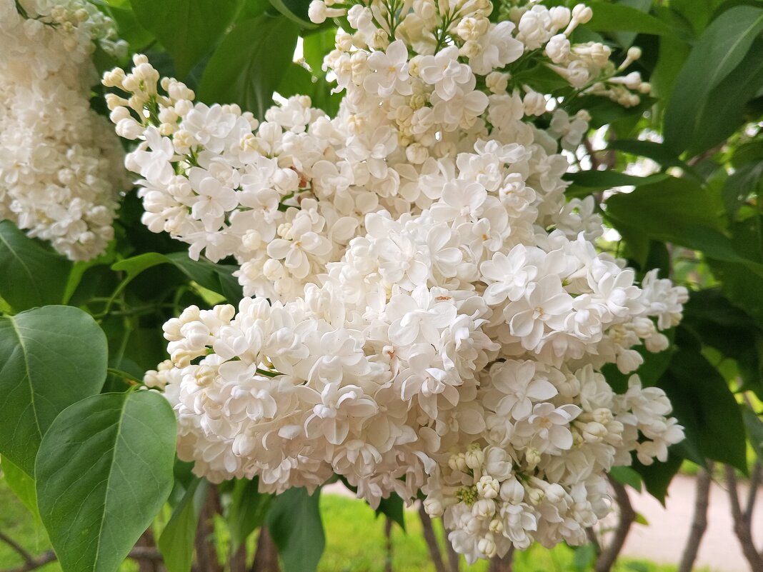 Сирень - Сапсан 