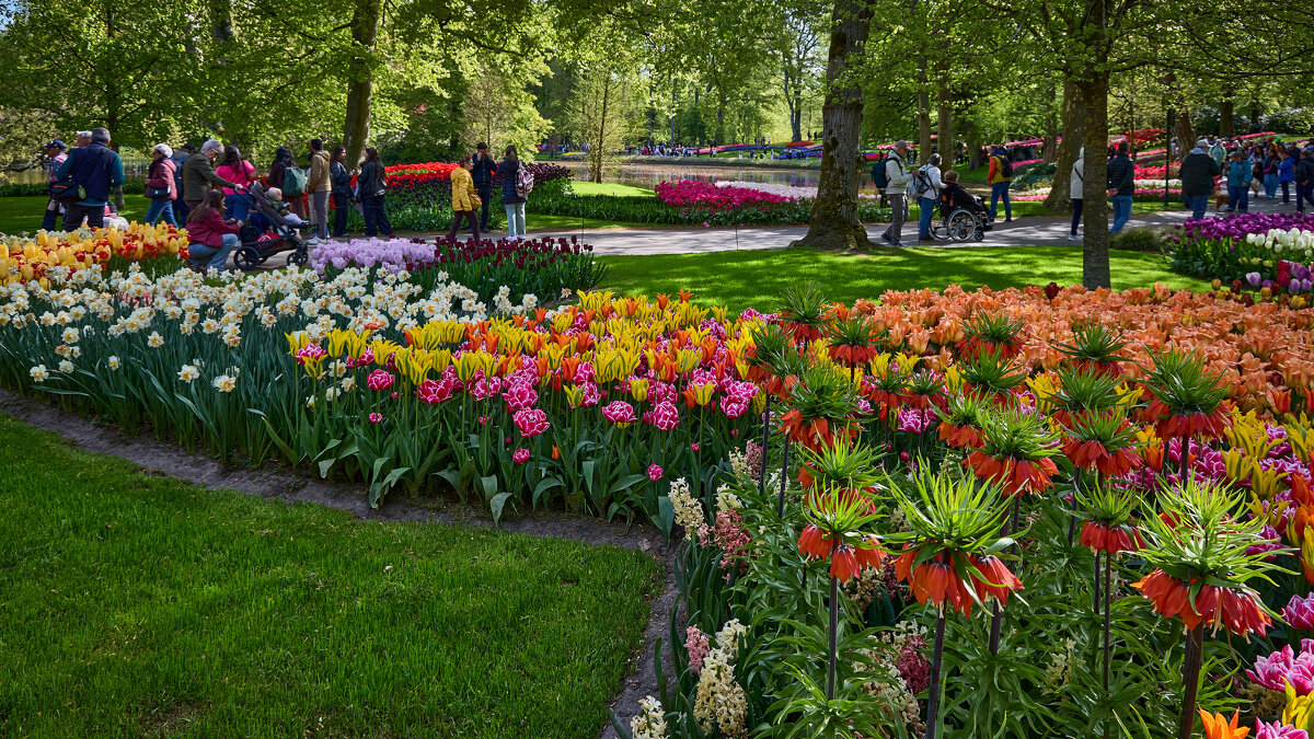 Keukenhof... - Dmitriy Dikikh
