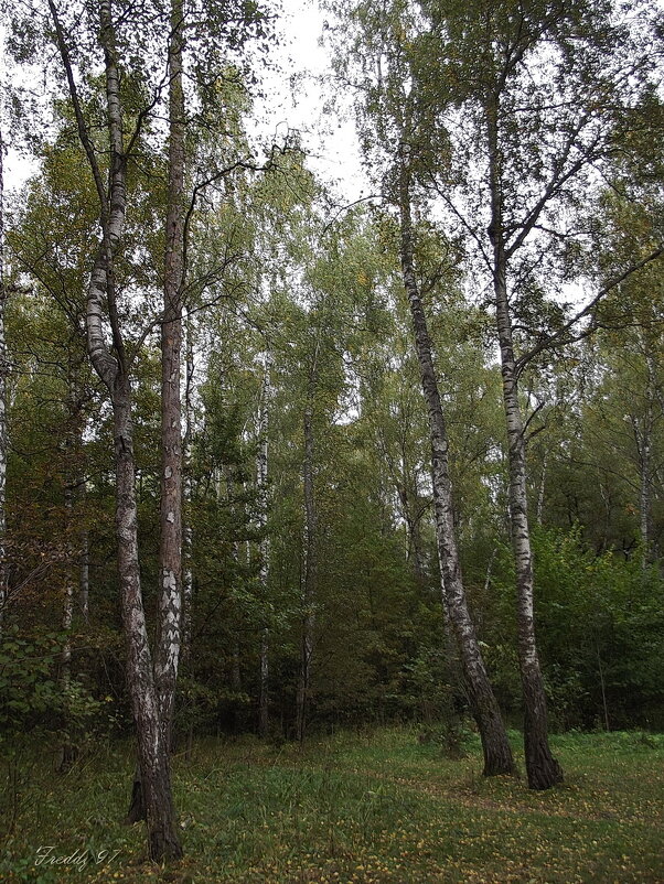В лесу - Freddy 97