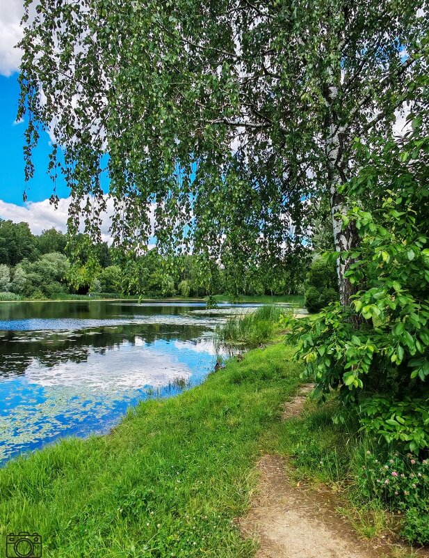 С берёзкой - Александр 