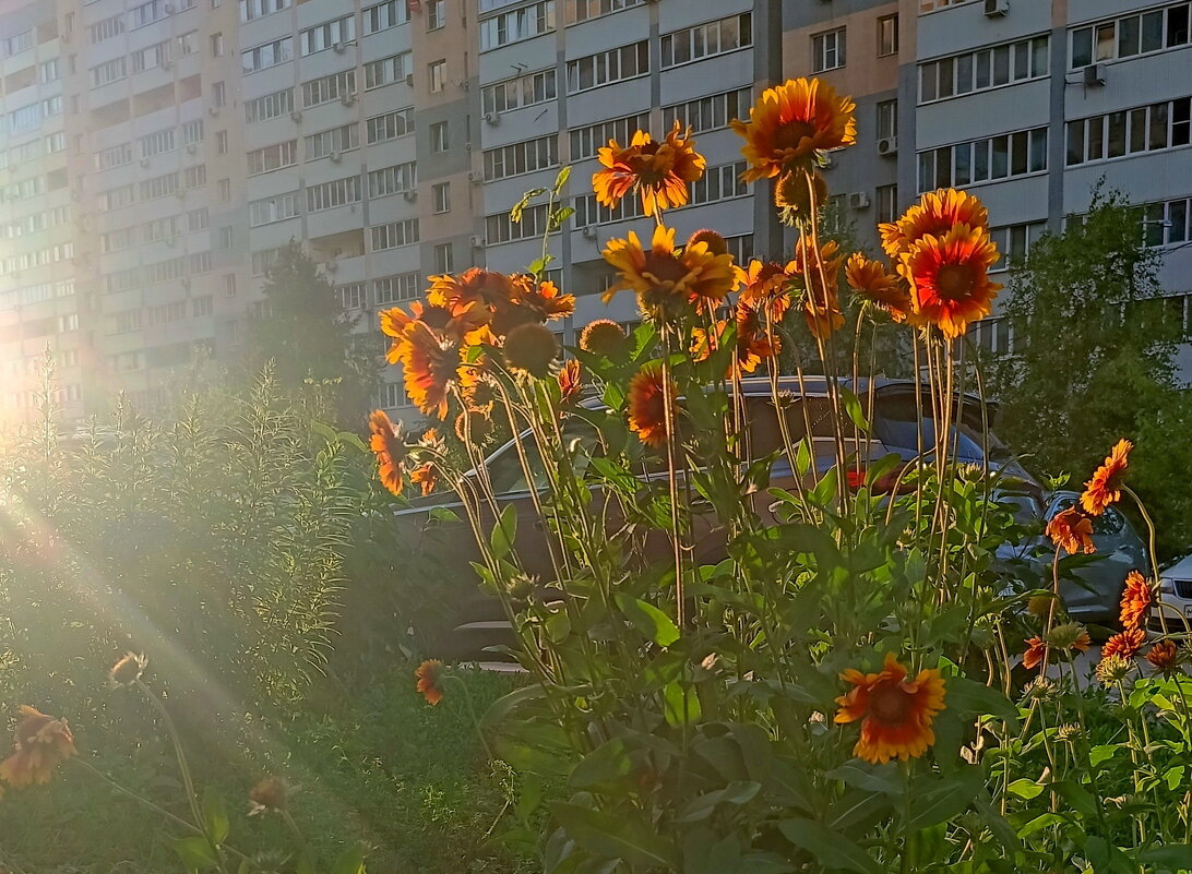 Городские цветы - Арсений Корицкий