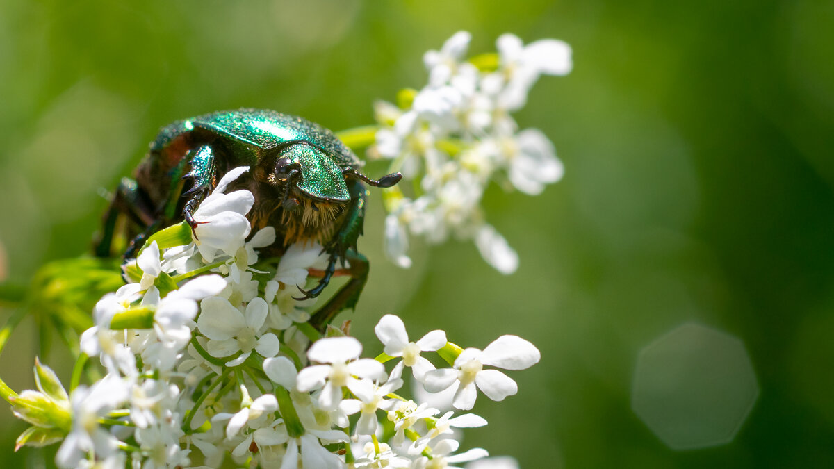 Cetonia aurata - Владимир Лазарев