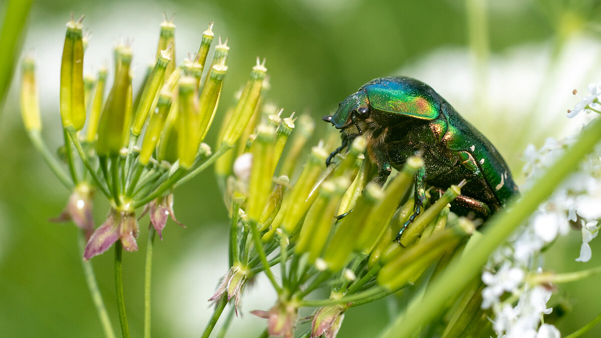 Cetonia aurata - Владимир Лазарев