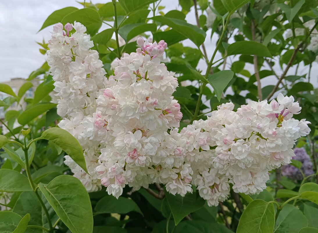 Ветка сирени - Мария Васильева
