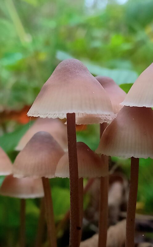 Грибное настроение - Людмила 