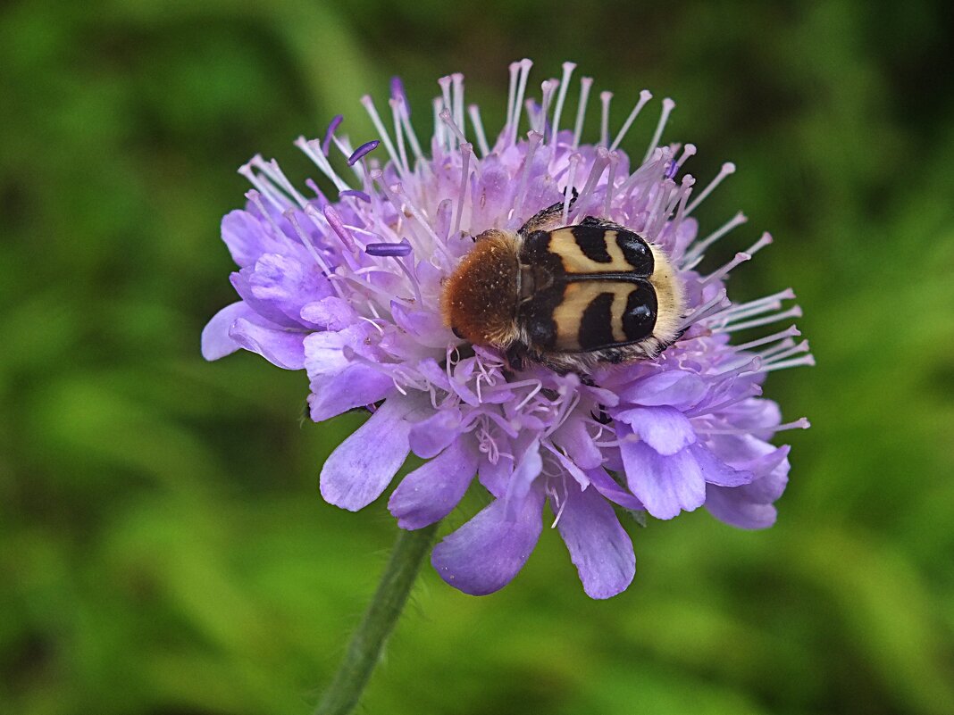 ** - Зоя Мишина