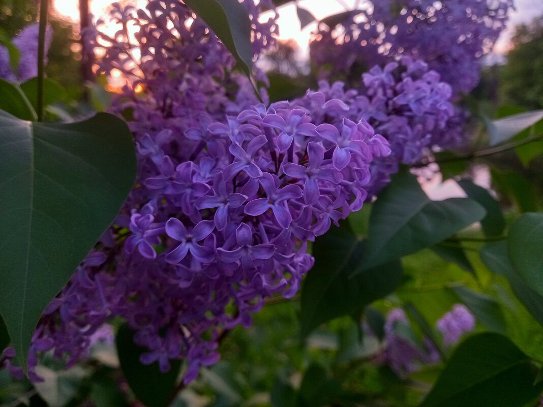 Сирень - Сапсан 