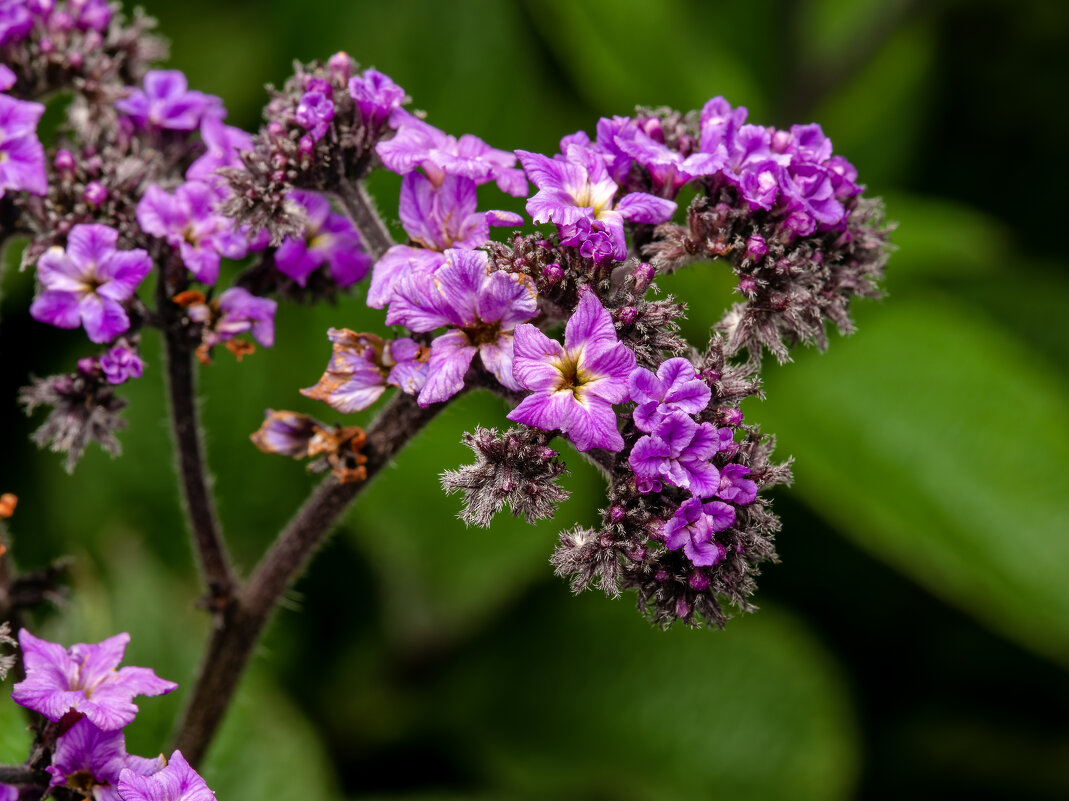 Гелиотроп древовидный (Heliotropium arborescens) - Денис Полушин Гелиотроп древовидный (Heliotropium arborescens) - Денис Полушин