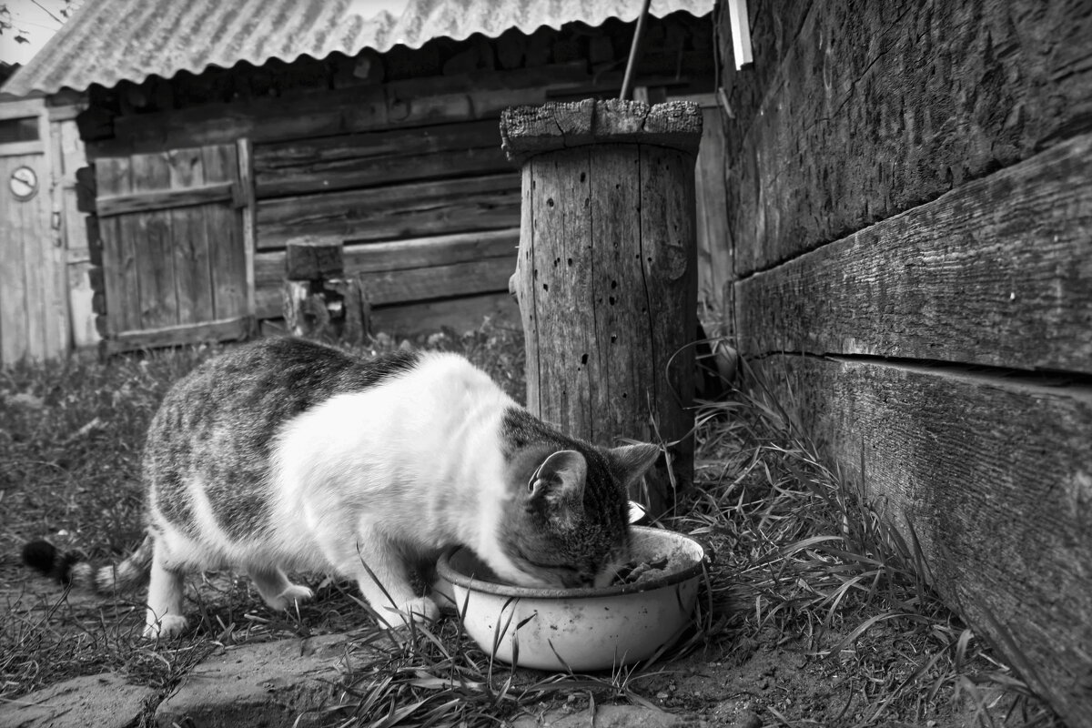 Не забывайте о братьях наших меньших! - Глeб ПЛATOB
